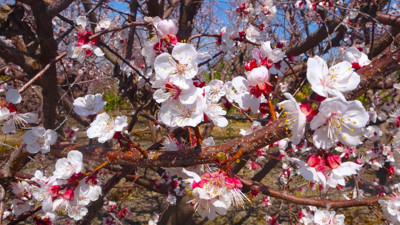 Ağaçlar çiçek açtı köylünün yüzü güldü