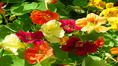 Saç dökülmeleri ve tırnak kırılmalarını önlüyor. İşte o ot