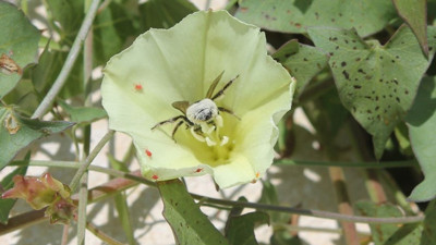 Frengiye faydalı ot ortaya çıktı