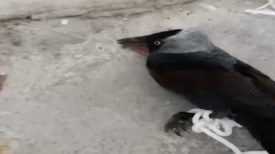 Vekil imam, ayağı kırık bulduğu kargayı tedavi etti