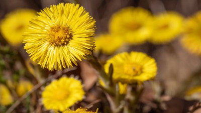Farfara otu nelere iyi geliyor? İşte mucizeleri...