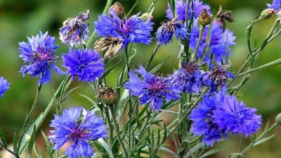 Göz hastalıklarına iyi geliyor. Deri hastalıklarına yararlı. İşte faydalarıyla göz dolduran ot