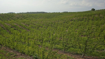 Türkiye'de yetişiyor Almanlar yiyor Türkler bakıyor. Kilo fiyatı ağızları açık bıraktı