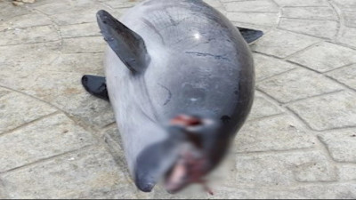 Ölü yunus balıkları kıyaya vurmaya devam ediyor 'Vurmuşlar'