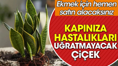 Kapınıza hastalıkları uğratmayacak çiçek. Ekmek için hemen satın alacaksınız