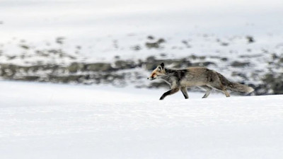 Kızıl tilkiler karlı arazide yiyecek ararken görüntülendi