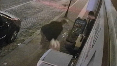 Aydın'da bir garip hırsızlık: Dükkanın önündeki çiçeği iki kez çaldılar