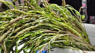 Kolesterolü ve tansiyonu düşürüyor. Vücuttaki ödemi atıyor. İşte şifa deposu ot