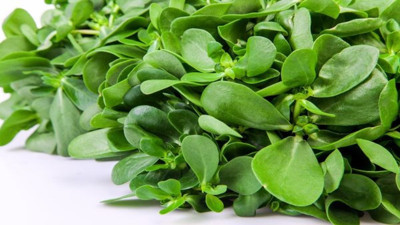 Soğukluk otunun faydaları nelerdir? Neye iyi gelir ne işe yarar?