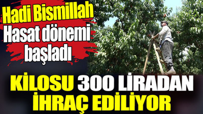 Kilosu 300 liradan ihraç ediliyor. Hadi Bismillah hasat dönemi başladı