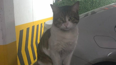 Savcılıktan Kedi Eros’u öldüren şahıs hakkındaki karara itiraz