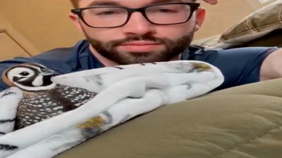 Genç adamın duygulandıran davranışı: Ormanda bulduğu yavru bıldırcının hayatını kurtardı