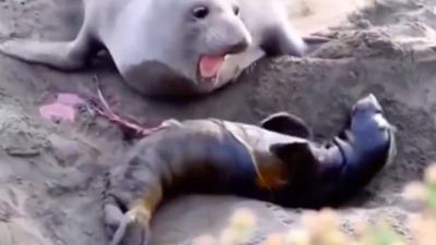 Ölü doğum yaptığını sanmıştı: Yavrusunun yaşadığını fark eden deniz filinin mutluluğu