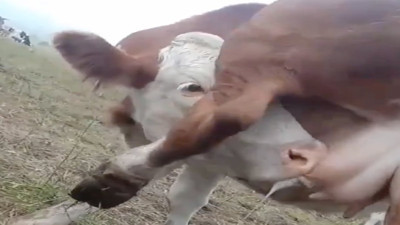 Kendi sütünü içen inek görenleri şaşırttı