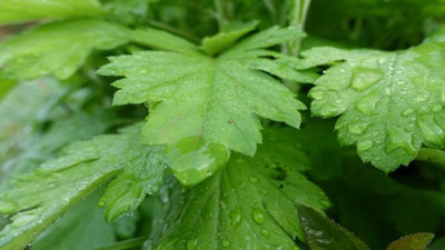 Şifa deposu otun iyi gelmediği hastalık yok. İşte mucize faydaları...