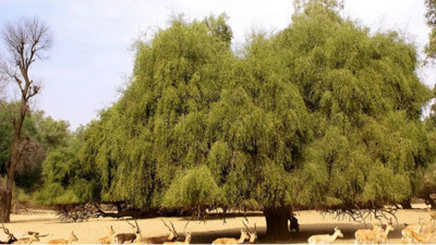 Dişleri temizler. Ağız kokusunu giderir. İşte o ot