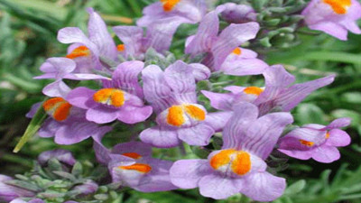 Yabani keten otu nelere iyi geliyor? İşte faydaları...