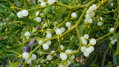 Epilepsi hastalarına müjde. İşte şifa deposu ot