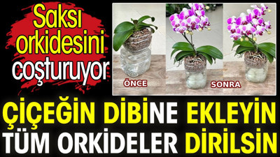 Saksı orkidesini coşturuyor. Çiçeğin dibine ekleyin tüm orkideler dirilsin
