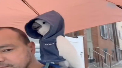 Kapüşonlu montuyla yağmurlu havada gezen papağanın sevimli hali görenleri güldürdü