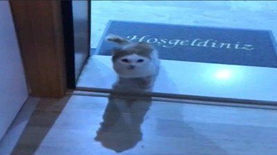 Acıkınca apartman sakinlerinin kapısını çalıp mama isteyen sokak kedisi gündem oldu