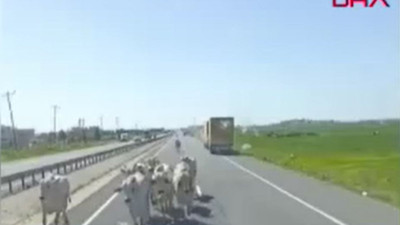 Mardin'de TIR devrildi. Taşıdığı büyükbaşlar dorseden çıkıp karayolunda gezdi