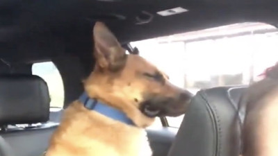 Yanındaki bebeğin ağlamasından rahatsız olan köpeğin suratı görenleri güldürdü