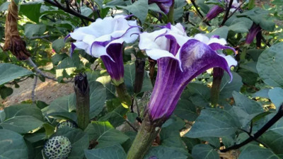 Astım egzama bronşite iyi geliyor. İşte mucize otun faydaları...