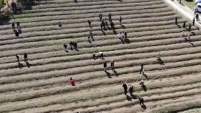 Hücreleri yeniliyor mışıl mışıl uyutuyor. Osmanlı'nın vazgeçilmezi milli bitkinin kilosu şok etti