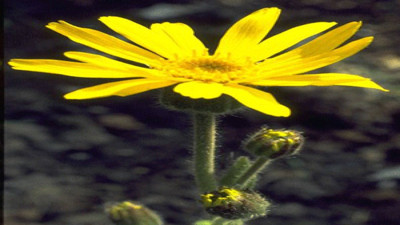 Romatizma ağrılarını dindiriyor. Yaraları iyileştiriyor. İşte şifa deposu