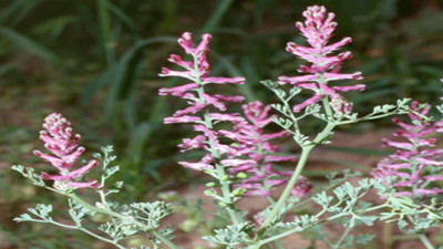 Sedef hastalığına şifa olan mucize ot ortaya çıktı