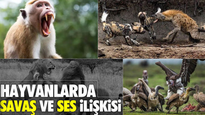 Hayvanlarda savaş ve ses ilişkisi