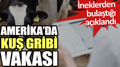 Amerika’da kuş gribi vakası. İneklerden bulaştığı açıklandı