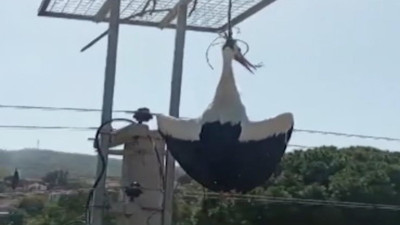 Boynuna ip dolanan leylek boğulmaktan kurtarıldı