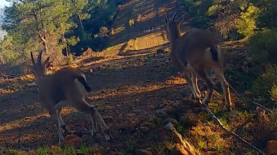 Muğla'da koruma altında bulunan yaban hayvanları fotokapana yakalandı