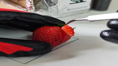 Mikroskop altında incelenen çilekten çıkanlar şaşırttı 'Çilek yerken tekrar düşünün'