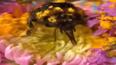 Tek kanadı kırık bal arısını sahiplendi 'Günlerimize neşe kattı'