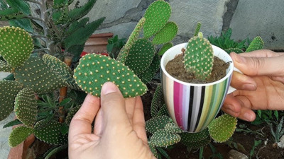 Mide sancılarına iyi geliyor. Kabızlığı bitiriyor. İşte şifa deposu ot