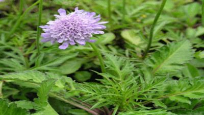 Cilt hastalıklarında kullanılıyor. Uyuza faydalıdır. İşte o ot