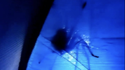 Kampçı dev örümceği görünce kamp yapmaya tövbe etti