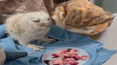 Kurtardığı baykuş yavrusunu, 'baykuş kukla' ile besliyor