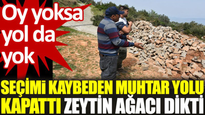 Seçim kaybeden muhtar yolu kapattı, zeytin ağacı dikti. Oy yoksa yol da yok