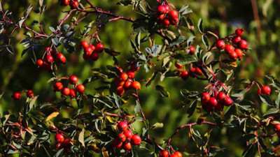 İşte sigara ve alkolün zararlı etkilerine karşı koruyan ot