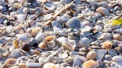 Şahin gibi gözleri olan bulabiliyor. Deniz kabuklarının içinde gizli emojiyi bulun