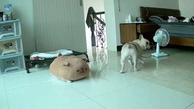 Depremi önceden hissedip tepki veren köpek viral oldu