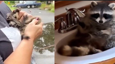 Yıkılan ağacın yarattığı bağ: Sahiplenilen rakunun duygulandıran hikayesi