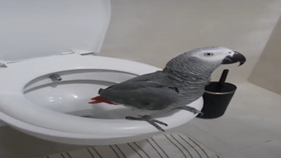 Jako papağanının klozet macerası izleyenleri güldürdü