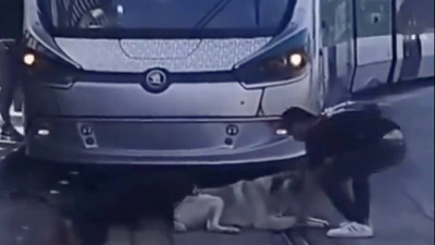 Tramvayın önüne yatıp kalkmayan köpeklerin sevimli halleri görenleri gülümsetti