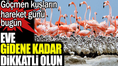 Göçmen kuşların hareket günü bugün. Eve gidene kadar dikkatli olun