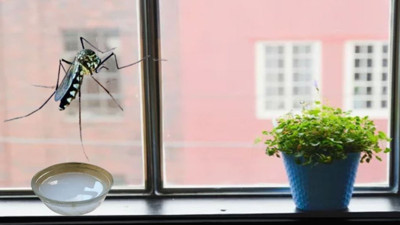 Sivrisinek kabusuna son verin! Pencere kenarına bir miktar koymanız yeterli